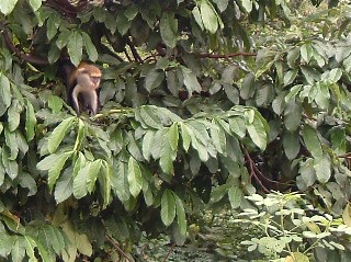 Shy Monkeys